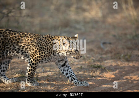 A leopard cub walks in the morning light in Namibia. Stock Photo