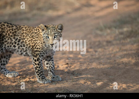 A leopard cub walks in the morning light in Namibia. Stock Photo
