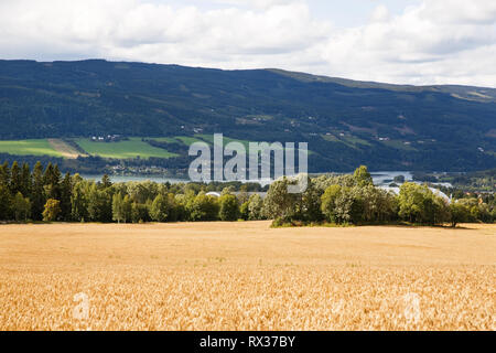 Landscape with wheat field, trees and village in Norway. Stock Photo