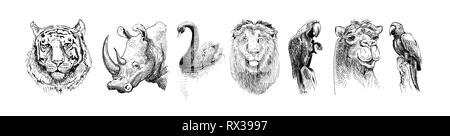 set of safari head animals, black and white sketch drawing Stock Vector