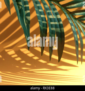 Selective focus of exotic coconut leaf with shadow on color background.Tropical and holiday summer concepts ideas.For create design layout. Stock Photo