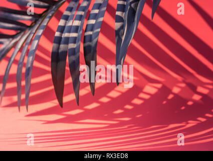 Selective focus of coconut,palm leaf with shadow on colorful   background.Tropical and summer,holiday concepts ideas Stock Photo