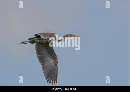 The Great Blue Heron is found throughout most of North America, including Alaska. The range extends south through Florida, Mexico and the Caribbean to South America. Stock Photo