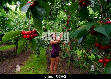 Woman picks cherries in orchard near Vernon in the Okanagan region of British Columbia, Canada - MR1 Stock Photo