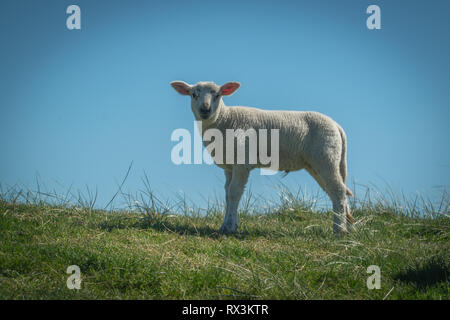 Sheep eat grass on a dike Stock Photo