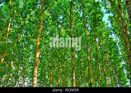 poplar forest near Serres-et-Montguyard, Dordogne Department, Aquitaine, France Stock Photo