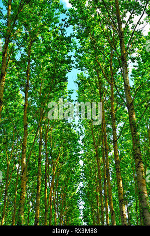 poplar forest near Serres-et-Montguyard, Dordogne Department, Aquitaine, France Stock Photo