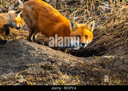 Adult female red fox with kit entering den, near Fergus, Ontario, Canada Stock Photo