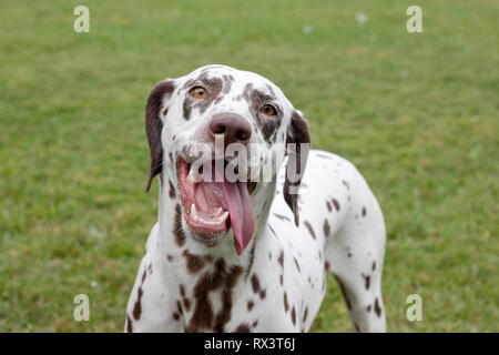 Cute dalmatian puppy with lolling tongue is standing on a spring meadow. Pet animals. Purebred dog.