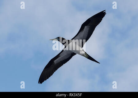 Brown Booby, Sula leucogaster, flying, Raja Ampat, West Papua, Indonesia Stock Photo