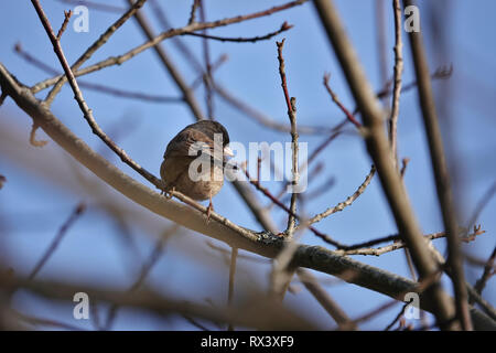 Dark-eyed junco (Junco hyemalis hyemalis) in Washington state, USA Stock Photo