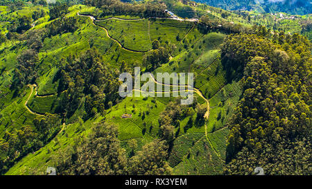 Aerial. Famous green tea plantation landscape view from Lipton's Seat, Haputale, Sri Lanka. Stock Photo