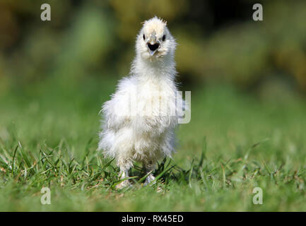 A little chickens on a grass, outdoor Stock Photo