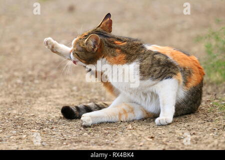 Cute cat posing in backyard Stock Photo