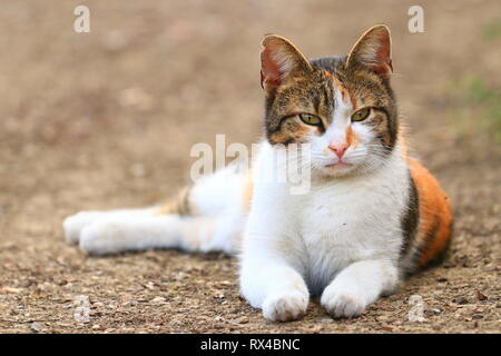 Cute cat posing in backyard Stock Photo