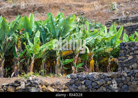 Bananenplantagen auf Teneriffa Stock Photo