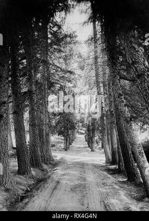 Europe, Italy, Calabria, sila, viale del vivaio, 1920-30 Stock Photo