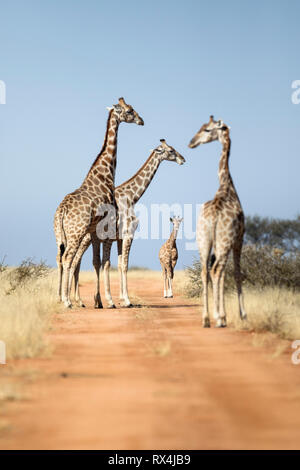 A giraffe tower in Namibia. Stock Photo