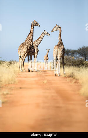 A giraffe tower in Namibia. Stock Photo