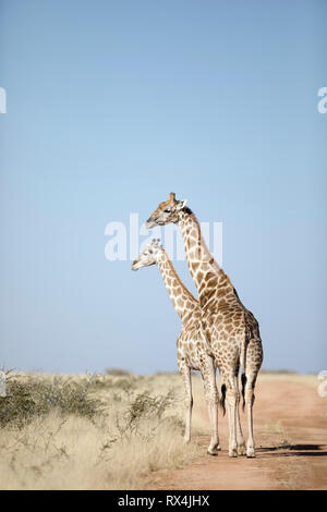 A giraffe tower in Namibia. Stock Photo
