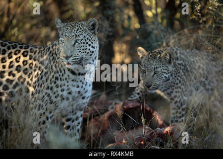 Two leopards on a kill in the afternoon light Stock Photo
