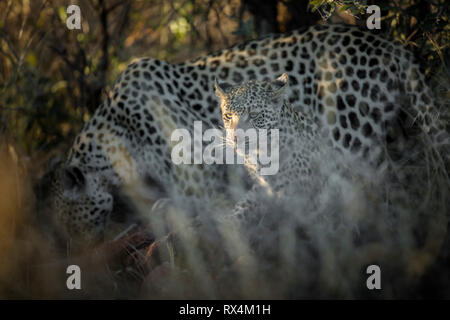 Two leopards on a kill in the afternoon light Stock Photo