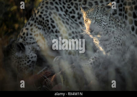 Two leopards on a kill in the afternoon light Stock Photo