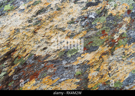 Multicolored texture of lichen. Abstract natural pattern on a stone Stock Photo