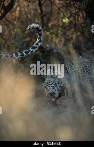 Two leopards on a kill in the afternoon light Stock Photo