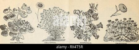 E H Hunt  seedsman E. H. Hunt : seedsman ehhuntseedsman1894hunt Year: 1894  8 E. HUNT, SEEDSMAN, CHICAGO, ILLINOIS.   CALCEOLARIA. These belong to the showiest of the greenhouse plants. Their magnificently marked pocket-shaped flowers, produced in great abundance, make them highly decorative. Seed should be sown in July and August. T. P. C. Hybrida Crandiflora — 35 CALENDULA. The Calendula is the fine old and well known Marigold family-, which every one knows, but may not recognize &gt;y this name. The name was given because some of the species were supposed to be in flower every month in the Stock Photo