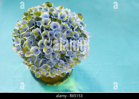 botany, hydrangea blossoms (Hydrangea macrop, Caution! For Greetingcard-Use / Postcard-Use In German Speaking Countries Certain Restrictions May Apply Stock Photo