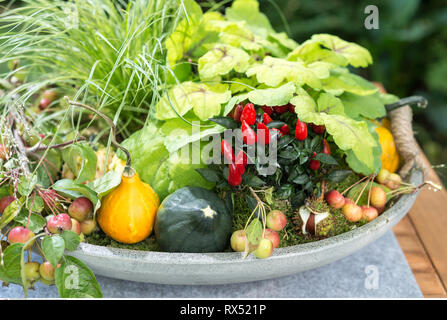 botany, autumnal plant zinc vessel, Caution! For Greetingcard-Use / Postcard-Use In German Speaking Countries Certain Restrictions May Apply Stock Photo