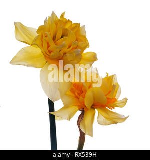 Beautiful double flowered daffodil, narcissus blooms isolated on white. Stock Photo