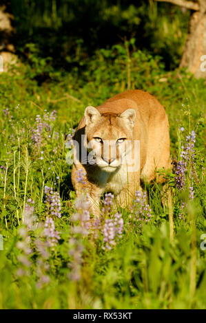 Cougar, Puma concolor, in spring meadow with lupines, Montana, USA Stock Photo