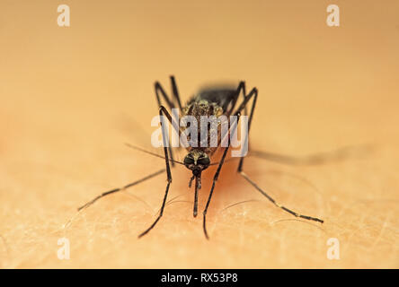 Mosquito, Aedes sp., head on, showing mouthparts, preparing to feed on human, Saskatchewan, Canada Stock Photo