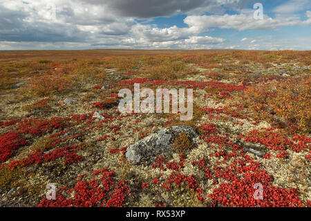 Autumn tundra near Whitefish Lake, Northwest Territories, Canada Stock Photo