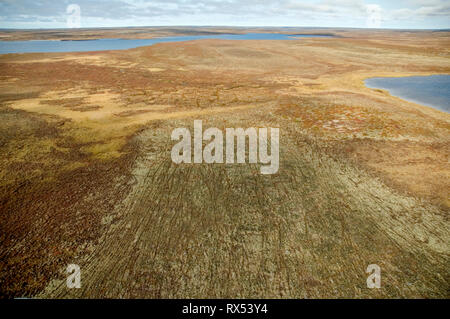 Barrenlands landscape showing tracks left by migrating caribou,  Near Whitefish Lake, NWT,  Canada Stock Photo
