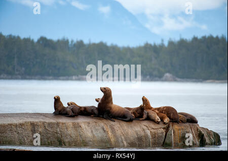 Stellar Sea Lions (Eumetopias jubatus), Johnstone Straight, Vancouver Island, BC Canada Stock Photo