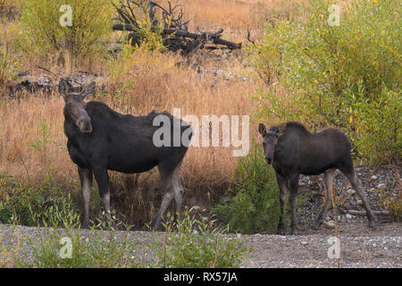 Shiras Moose (Alces alces sherasi), Grand Teton National Park, Wyoming, cow and yearling, autumn Stock Photo