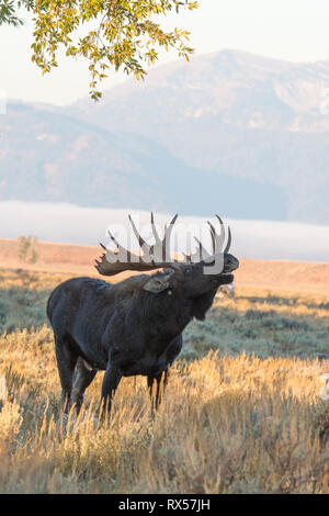Bull Shiras Moose (Alces alces sherasi), standing in autumn scrubland at Grand Teton National Park, Wyoming. Stock Photo
