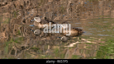 Female Ring-necked ducks (Aythya collaris), a diving duck commonly found in freshwater ponds.  Bubbling Ponds Preserve (Audubon Society), Sedona, AZ. Stock Photo