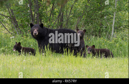 Wild American black bear (Ursus americanus), mother and cubs, summer, near Thunder Bay, Ontario Stock Photo
