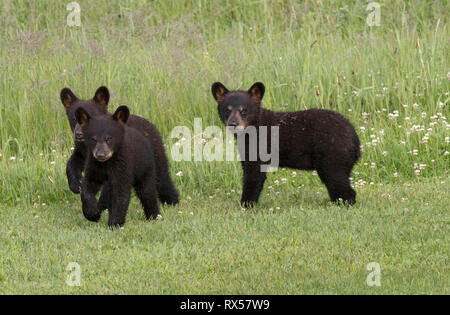 American black bear cubs (Ursus americanus), summer, near Thunder Bay, Ontario