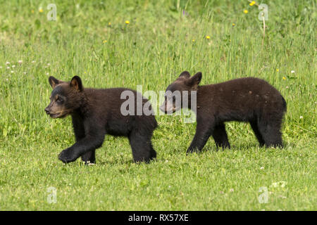 American black bear cubs (Ursus americanus), summer, near Thunder Bay, Ontario