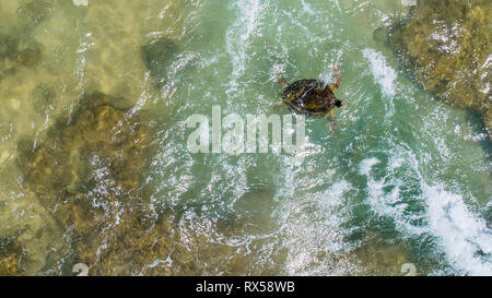 Aerial. Sea turtle, Hikkaduwa, Sri Lanka. Stock Photo