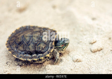 Common Slider, also known as Cumberland Slider Turtle, Red-eared Slider Turtle, Slider (Trachemys scripta) on a sand Stock Photo