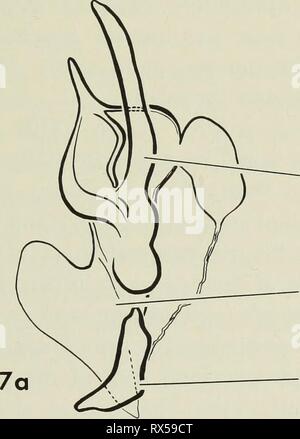 . The ejaculatory complex in water mites (Acari:parasitengona ...