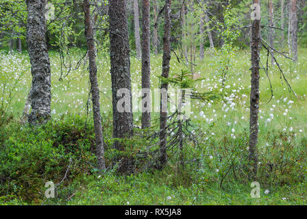 Northern Boreal Forest (Taiga)