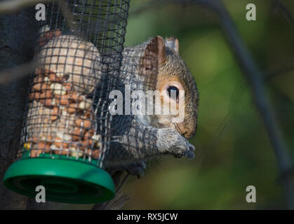 Grey squirrel, Sciurus carolinensis, stealing food from a garden bird feeder, Lancashire, UK Stock Photo