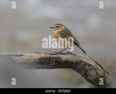 Female Stonechat, Saxicola torquata, on piece of driftwood, Lancashire, UK Stock Photo